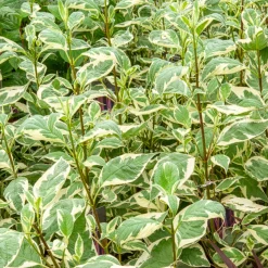 Cornouiller blanc Elegantissima - Des tiges rouges tout l'hiver
