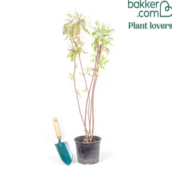 Cornouiller blanc Elegantissima - Des tiges rouges tout l'hiver