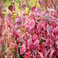 Cornouiller blanc Elegantissima - Des tiges rouges tout l'hiver