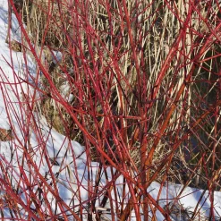 Cornouiller blanc Elegantissima - Des tiges rouges tout l'hiver