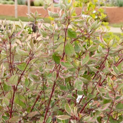 Cornouiller blanc Miracle® - Du rouge vif tout l'hiver