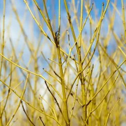 Cornouiller à bois jaune Flaviramea - Des tiges jaunes tout l'hiver
