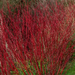 Cornouiller à bois rouge Sibirica - Un jardin flamboyant en hiver