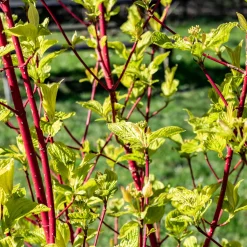 Cornouiller à bois rouge Sibirica - Un jardin flamboyant en hiver
