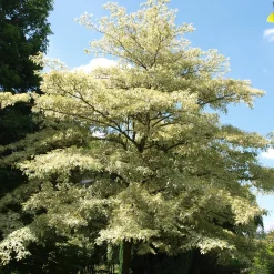 Cornouiller des pagodes panaché - Un arbre en étages unique