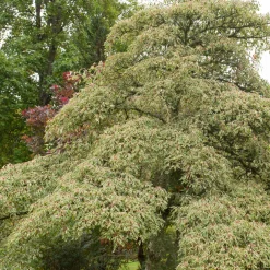 Cornouiller des pagodes panaché - Un arbre en étages unique