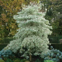Cornouiller des pagodes panaché - Un arbre en étages unique