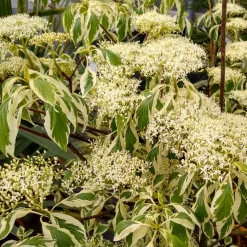 Cornouiller des pagodes panaché - Un arbre en étages unique
