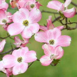 Cornouiller du Japon Satomi - La floraison rose qui épate