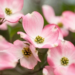 Cornouiller du Japon Satomi - La floraison rose qui épate