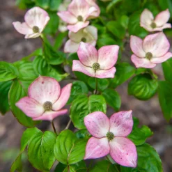 Cornouiller du Japon Satomi - La floraison rose qui épate