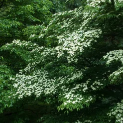 Cornouiller du Japon - Un arbre 4 saisons déco