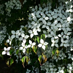 Cornouiller du Japon - Un arbre 4 saisons déco