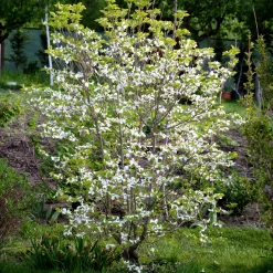 Cornouiller du Japon - Un arbre 4 saisons déco