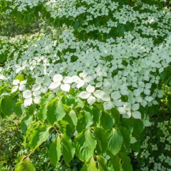 Cornouiller du Japon - Un arbre 4 saisons déco