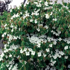 Cornouiller du Japon - Un arbre 4 saisons déco