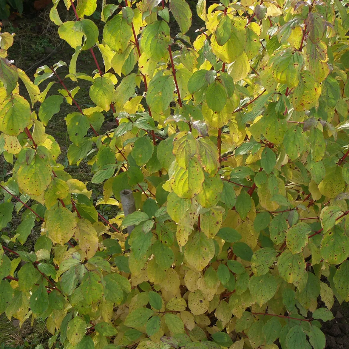 Cornouiller fluo Winter Flame - Le jardin flambe en hiver