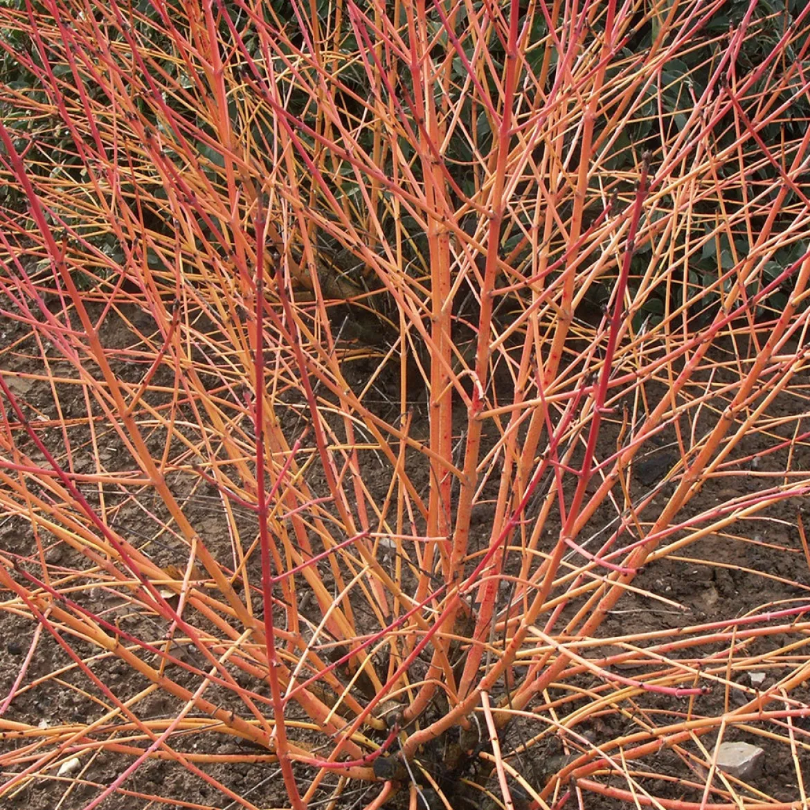Cornouiller fluo Winter Flame - Le jardin flambe en hiver