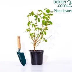 Cornouiller fluo Winter Flame - Le jardin flambe en hiver