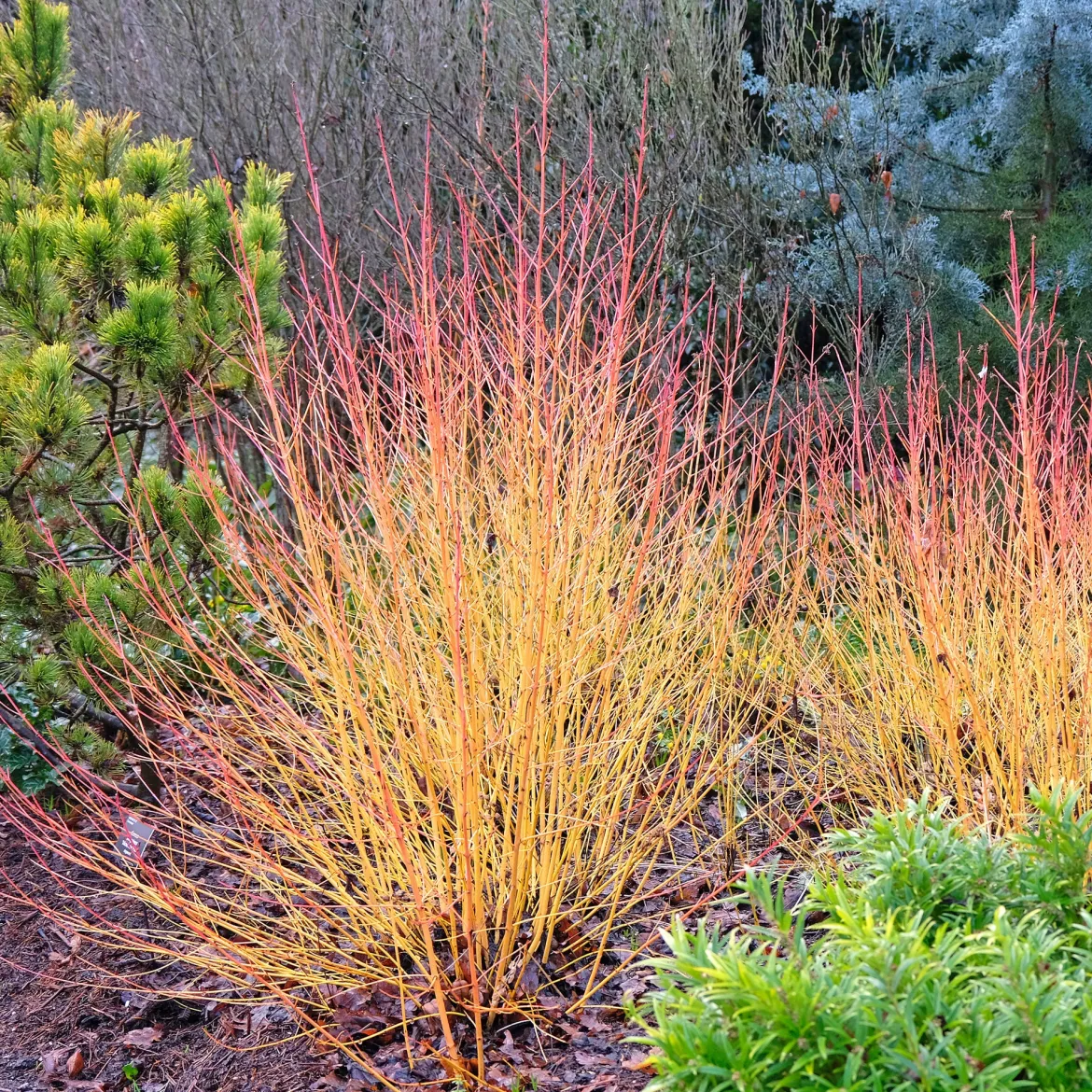 Cornouiller fluo Winter Flame - Le jardin flambe en hiver
