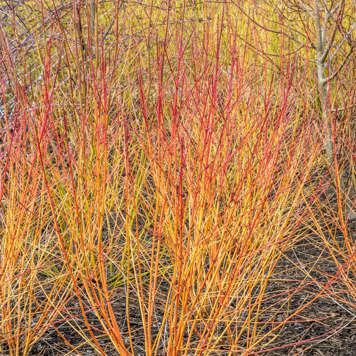 Cornouiller fluo Winter Flame - Le jardin flambe en hiver