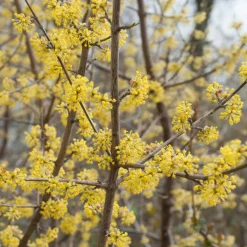 Cornouiller mâle - Fleurs jaunes dès février