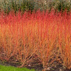 Cornouiller sanguin Midwinter Fire - Le feu de bois en plein hiver