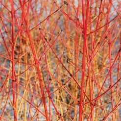 Cornouiller sanguin Midwinter Fire - Le feu de bois en plein hiver