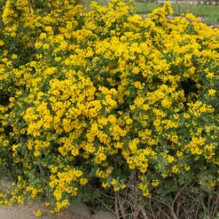 Coronille glauque - Fleurs jaunes dès mars