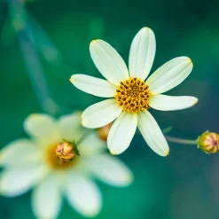Coréopsis verticillé Moonbeam - Fleurit tout l'été sans effort