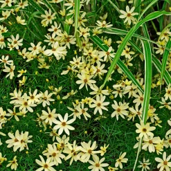Coréopsis verticillé Moonbeam - Fleurit tout l'été sans effort