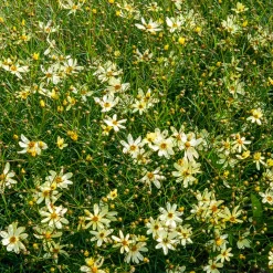 Coréopsis verticillé Moonbeam - Fleurit tout l'été sans effort