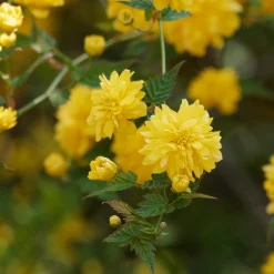 Corête du Japon - Des pompons jaunes tout le printemps