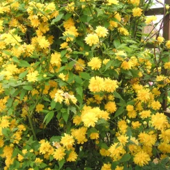 Corête du Japon - Des pompons jaunes tout le printemps