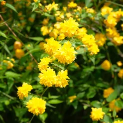 Corête du Japon - Des pompons jaunes tout le printemps