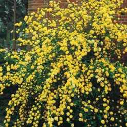 Corête du Japon - Des pompons jaunes tout le printemps