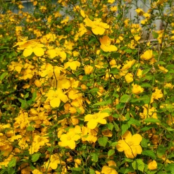 Corête du Japon Golden Guinea - Le jaune qui illumine tout