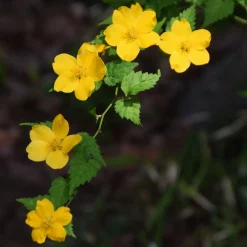 Corête du Japon Golden Guinea - Le jaune qui illumine tout
