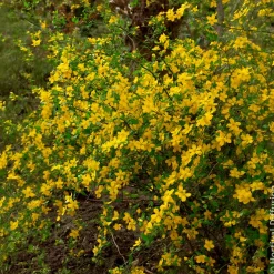 Corête du Japon Golden Guinea - Le jaune qui illumine tout