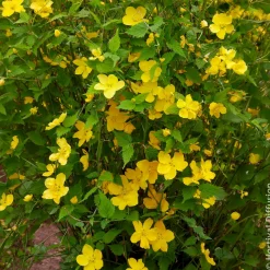 Corête du Japon Golden Guinea - Le jaune qui illumine tout