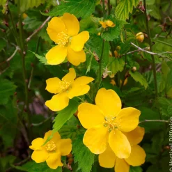 Corête du Japon Golden Guinea - Le jaune qui illumine tout