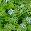 Corydalis Blue Line ® Couriblue - Du bleu vif tout l'été