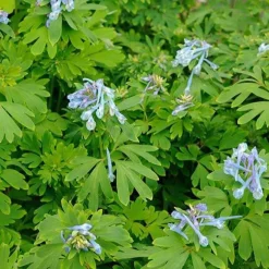 Corydalis Blue Line ® Couriblue - Du bleu vif tout l'été