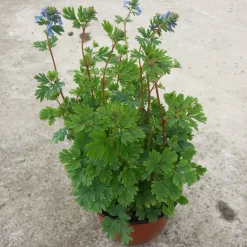 Corydalis Blue Line ® Couriblue - Du bleu vif tout l'été