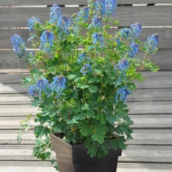 Corydalis Blue Line ® Couriblue - Du bleu vif tout l'été