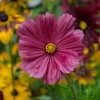 Cosmos rose - Un nuage rose tout l'été