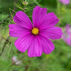 Cosmos violet - Massifs violets tout l'été