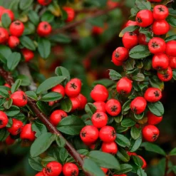 Cotonéaster 'Coral Beauty' - Un tapis de baies rouges