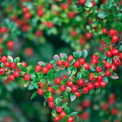 Cotonéaster 'Coral Beauty' - Un tapis de baies rouges