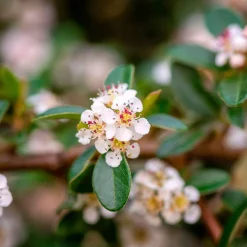 Cotonéaster 'Coral Beauty' - Un tapis de baies rouges